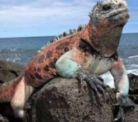 Iguana Iguana